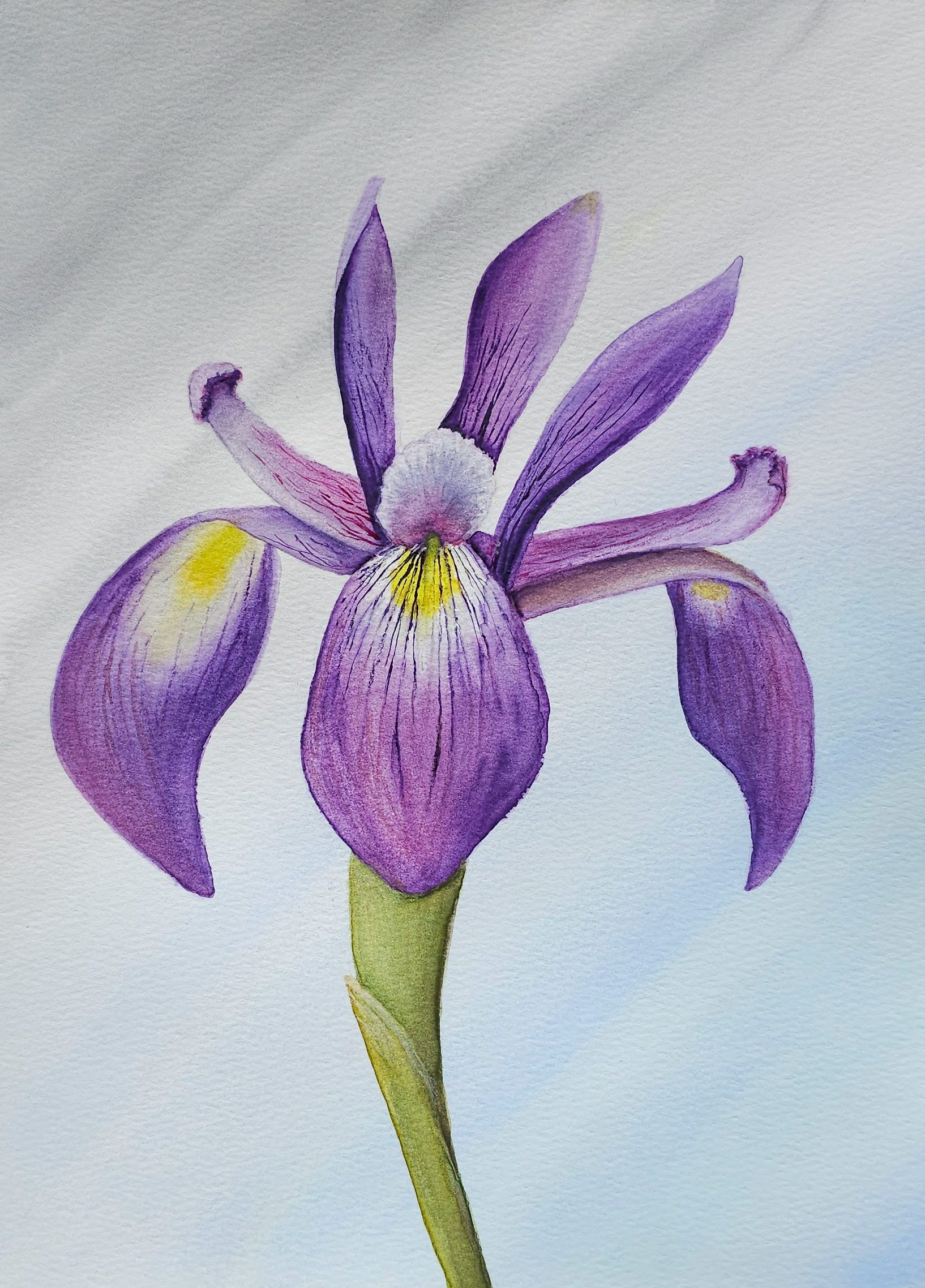 watercolor painting of a purple Japanese iris